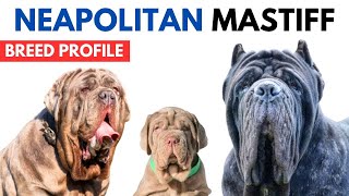 Neapolitan Mastiff Breed Profile History  Price  Traits  Mastino Napoletano Grooming Needs [upl. by Plante931]