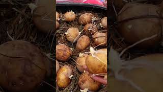 Try this Potato growing method now youll never have to buy Potatoes again [upl. by Saraiya]