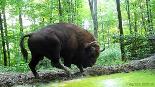 Fotopasca Tetrao S308 Poloniny ZuborEuropean bison mačka divá diviak jeleňВолкzuborbison [upl. by Nahc468]