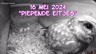 Piepende eitjes 16052024 [upl. by Durwyn]