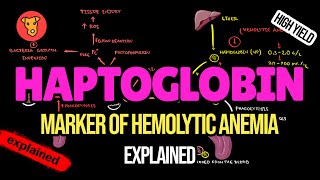 HAPTOGLOBIN Marker of Hemolytic anemia [upl. by Dicky]