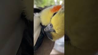 Cockatiel parrot preening wing feather  JC173 [upl. by Attah]