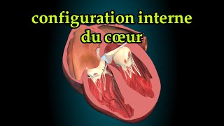 configuration externe et interne du cœur partie 2 2ème année médecine [upl. by Sidhu]