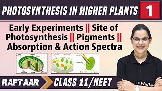 Photosynthesis in Higher Plants 01  Early Experiment  Site of Photosynthesis  Class11NEET [upl. by Togram]