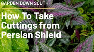 How to take cuttings from a Persian Shield [upl. by Llen663]