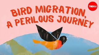 Bird migration a perilous journey  Alyssa Klavans [upl. by Aicital]