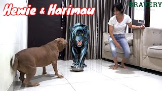 REAKSI ANJING PITBULL KETIKA BERHADAPAN DENGAN HARIMAU hewiepitbull [upl. by Lierbag]