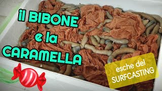 Esche del Surfcasting il BIBI di Chioggia o BIBONE e la CARAMELLA [upl. by Northey]