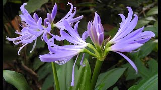 Blue Amaryllis Mini Worsleya Uboxing and Planting [upl. by Dielle722]