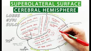 Superolateral surface of cerebral hemisphere  Lobes sulci gyri  Neuroanatomy [upl. by Packston]