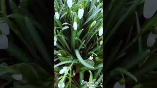 Captivating Snowdrops in Bloom bloomathome flowers colorfulblooms nature flowerbloom [upl. by Leuqram913]