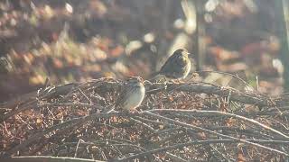 Zigolo mascherato Emberiza spodocephala  Biandronno VA 2627012024 [upl. by Ahsahs]