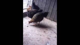 My Brown Leghorn Chickens [upl. by Eimot]