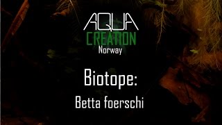 Biotope Betta foerschi [upl. by Irpac]