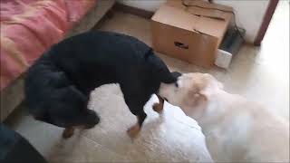 ζ Rottweiler In Heat  Cream Labrador Courting [upl. by Inail227]