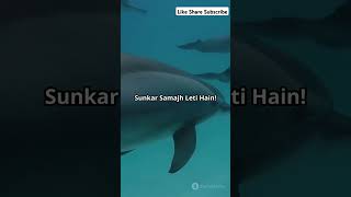 Facts about Dolfins  OkkBuddy  🐬 facts motivation love dolfin educational [upl. by Ellinet]