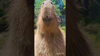 Do crocodile Eat capybaras short video animalfacts [upl. by Neile]