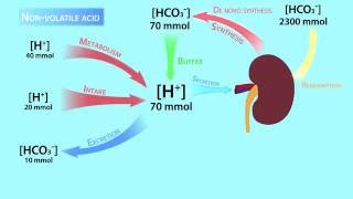 AcidBase RegulationVolatile and Nonvolatile Acids [upl. by Durning]