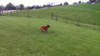 Our dog killing a groundhog [upl. by Jarek268]