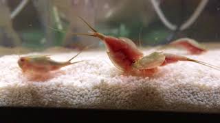 Tadpole Shrimp Triops in a 10 gal tank [upl. by Ellimahs522]