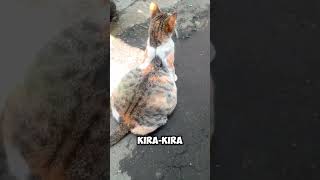 Kucing hamil besar viral gemoy [upl. by Morril945]