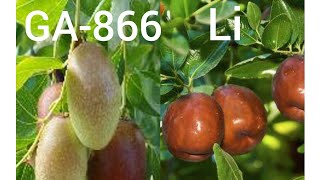 Taste Testing a GA866 Jujube vs Li Jujube [upl. by Paucker]