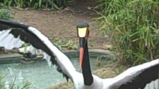 Lily the Saddle Billed Stork [upl. by Isewk]