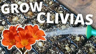 5 Easy Steps to Grow Clivias from Seed shorts [upl. by Ecad374]