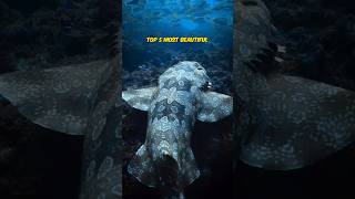 Wobbegong  Carpet Shark  TOP 5 Most Beautiful [upl. by Shari22]