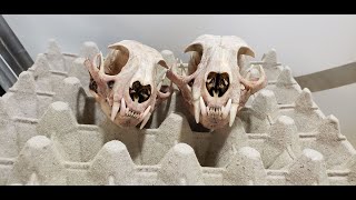 Bobcat Skull Dermestid Beetle Timelapse [upl. by Dorcas]