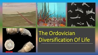 The Diversification Of Life In The Ordovician [upl. by Colas751]