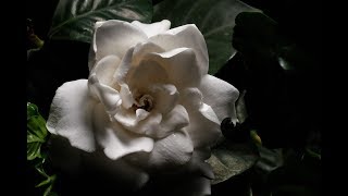 Gardenia  Rosal Gardenia jasminoides [upl. by Woodsum279]