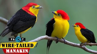 WireTailed Manakin  Fast Feet and Dazzling Displays of Manakin Birds [upl. by Minoru]