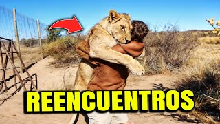 INCREIBLE  Reencuentros de ANIMALES SAVAJES con sus CUIDADORES el FINAL te hará LLORAR [upl. by Bary]