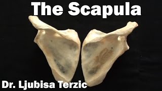 The Scapula  Shoulder blade  Anatomy [upl. by Tihw]