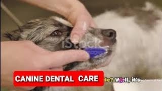 How to Keep Your Dogs Teeth Clean and Healthy [upl. by Reinhardt]