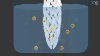 Electrode potential and Types of electrodes [upl. by Sev]