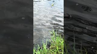 Fishing the FOX RIVER family fish fishing bigfish [upl. by Deny]