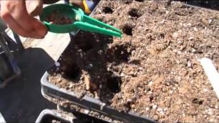 How to Plant Swiss Chard from Seed [upl. by Tristas]