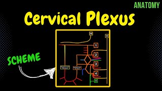 Cervical Plexus EASY Scheme  Anatomy [upl. by Eednahs660]