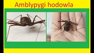 93 Jak hodować amblypygi [upl. by Brelje]