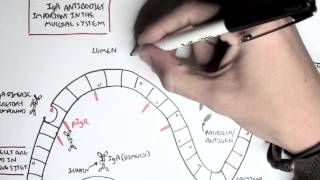 Part III  Mucosal Immunity IgA antibodies [upl. by Ester]