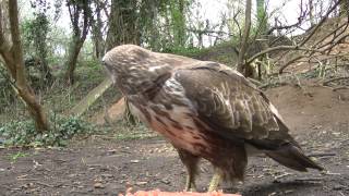 Buzzard Swoops at Squirrel [upl. by Crabb604]