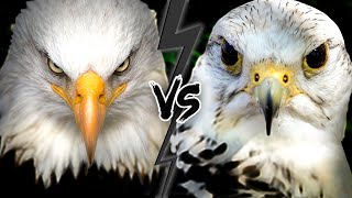 EAGLE vs FALCON  Who Would WIN This Fight [upl. by Neelrac]