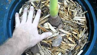 The proper way to water indoor or interior palms amp plants [upl. by Trebleda]