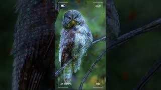 Majestic Great Grey Owl in Action 🦉✨ [upl. by Noy]