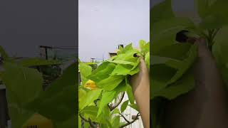 இது தெரியாமப் போச்சே Pisonia நச்சுக்கொட்டை கீரை  gardening garden tamil spinach chennai [upl. by Aimerej]