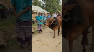 পাগলা গরু হাট থেকে নেওয়ার সময় narailtvonline cow tanding animals vairalshort funny [upl. by Stormie]