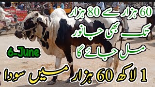 Malir mandi Cattle Rate Update Today 6june2024  Cow Mandi ❤️ Naseeb ka Soda [upl. by Templia496]