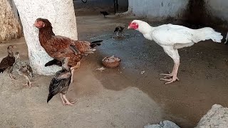 Rooster and hen with chicks sounds [upl. by Botsford266]